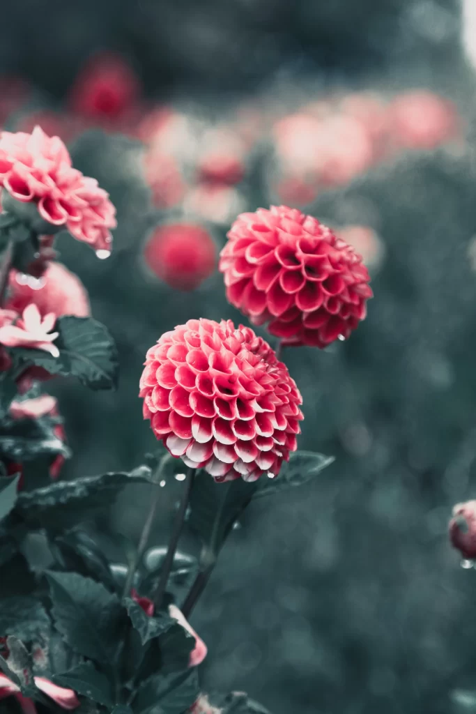 Pink Dahlia Petals Blooming gray Garden