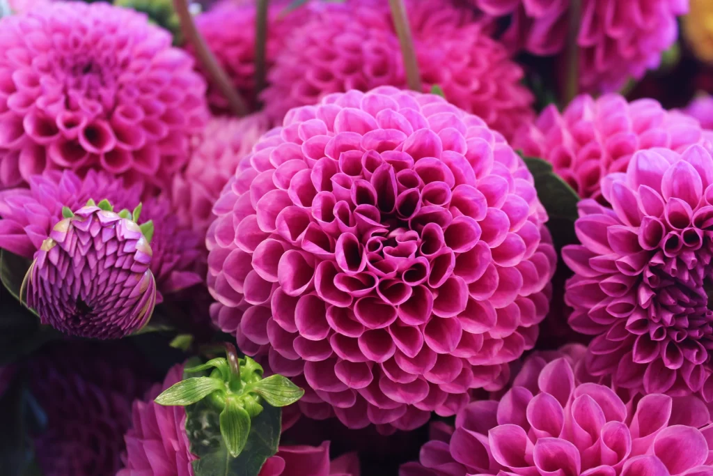 Pink Dahlia Petals Blooming Vibrant Green
