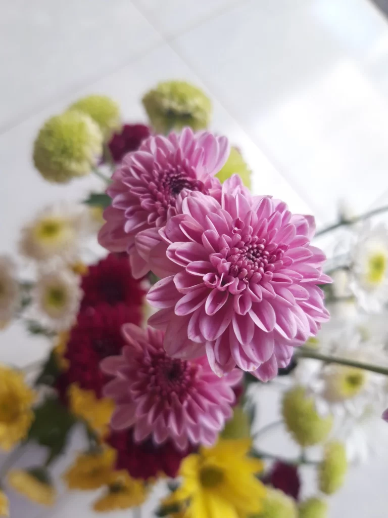 Pink Dahlia Petals Blooming Vibrant