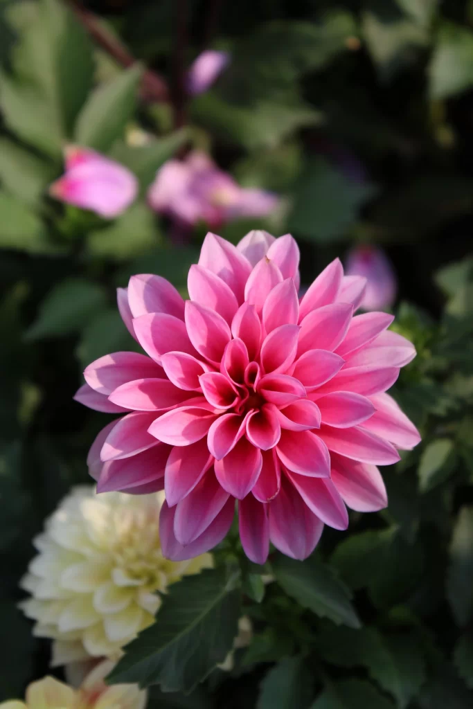 Pink Dahlia Petals Blooming gray Garden