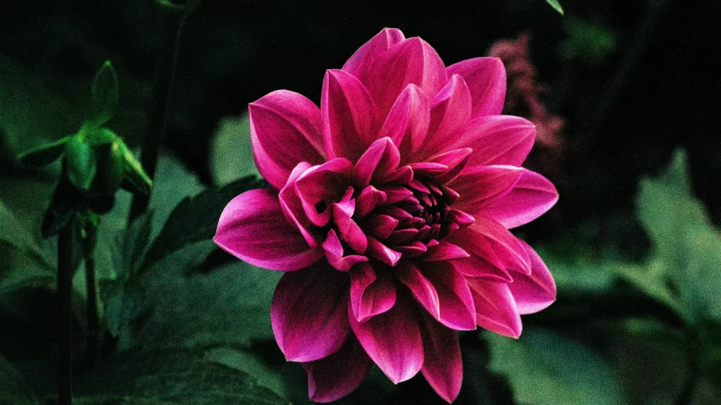 Pink Dahlia Petals Blooming Dark Background