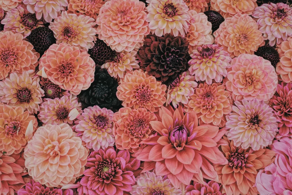 Pink Dahlia Petals Blooms Garden
