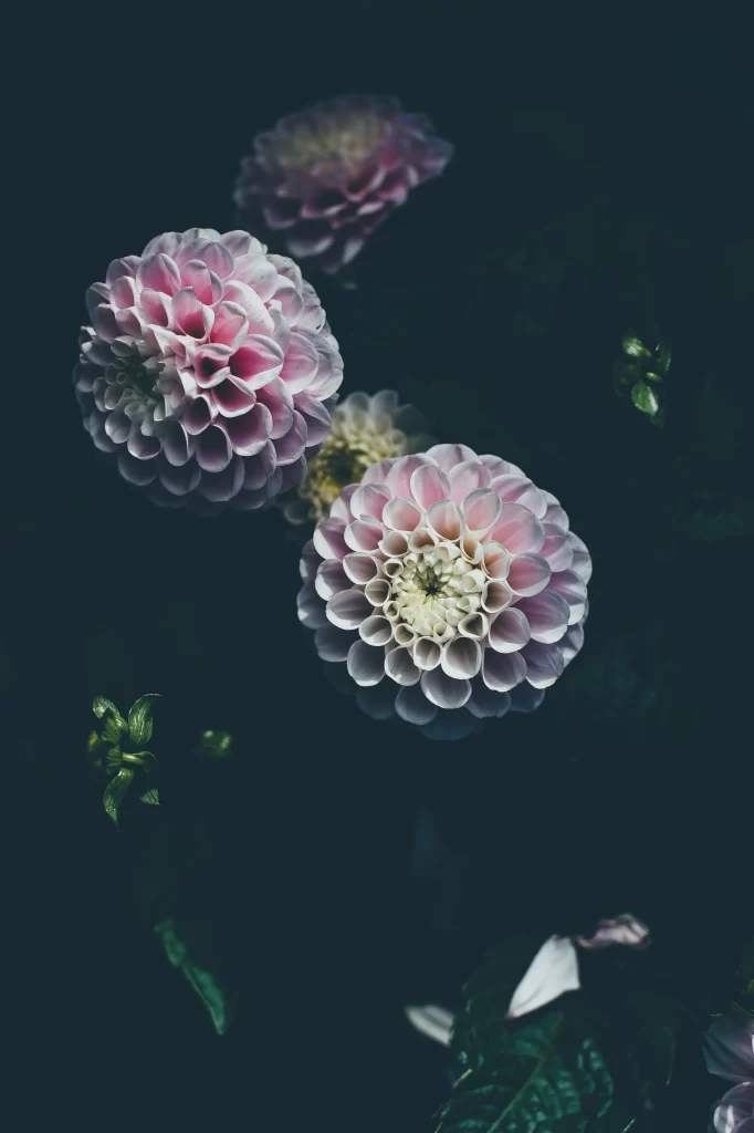 Pink Dahlia Petals Dark Background