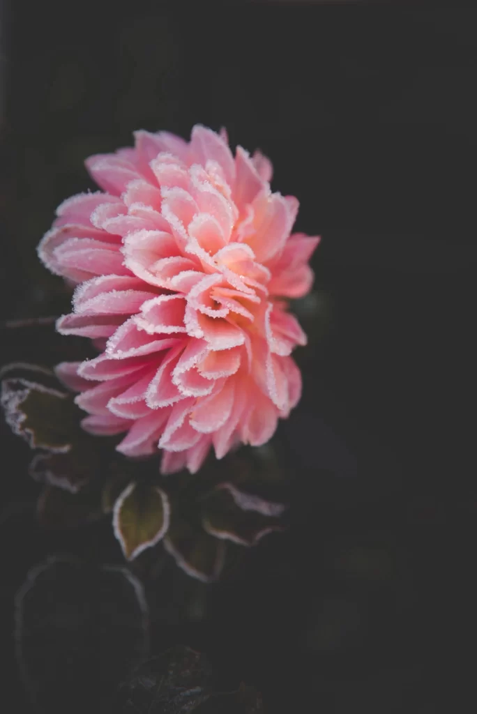 Pink Dahlia Petals Frosty Edges Dark Background