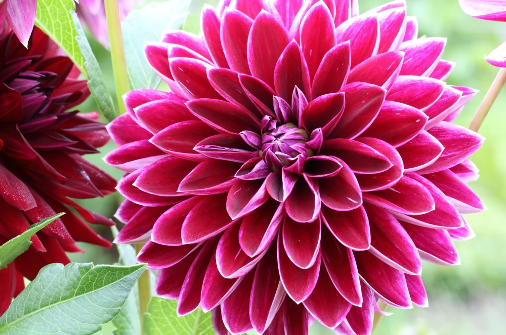 Pink Dahlia Petals Layers Vibrant Green Leaves