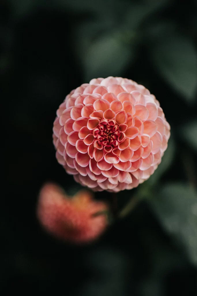 Pink Dahlia Petals Round Shape Dark Background