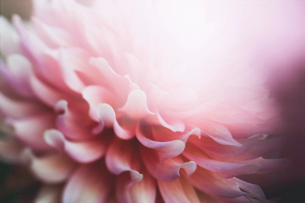 Pink Dahlia Petals Soft Focus