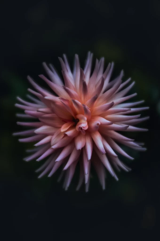 Pink Dahlia Petals Spiky Dark Background