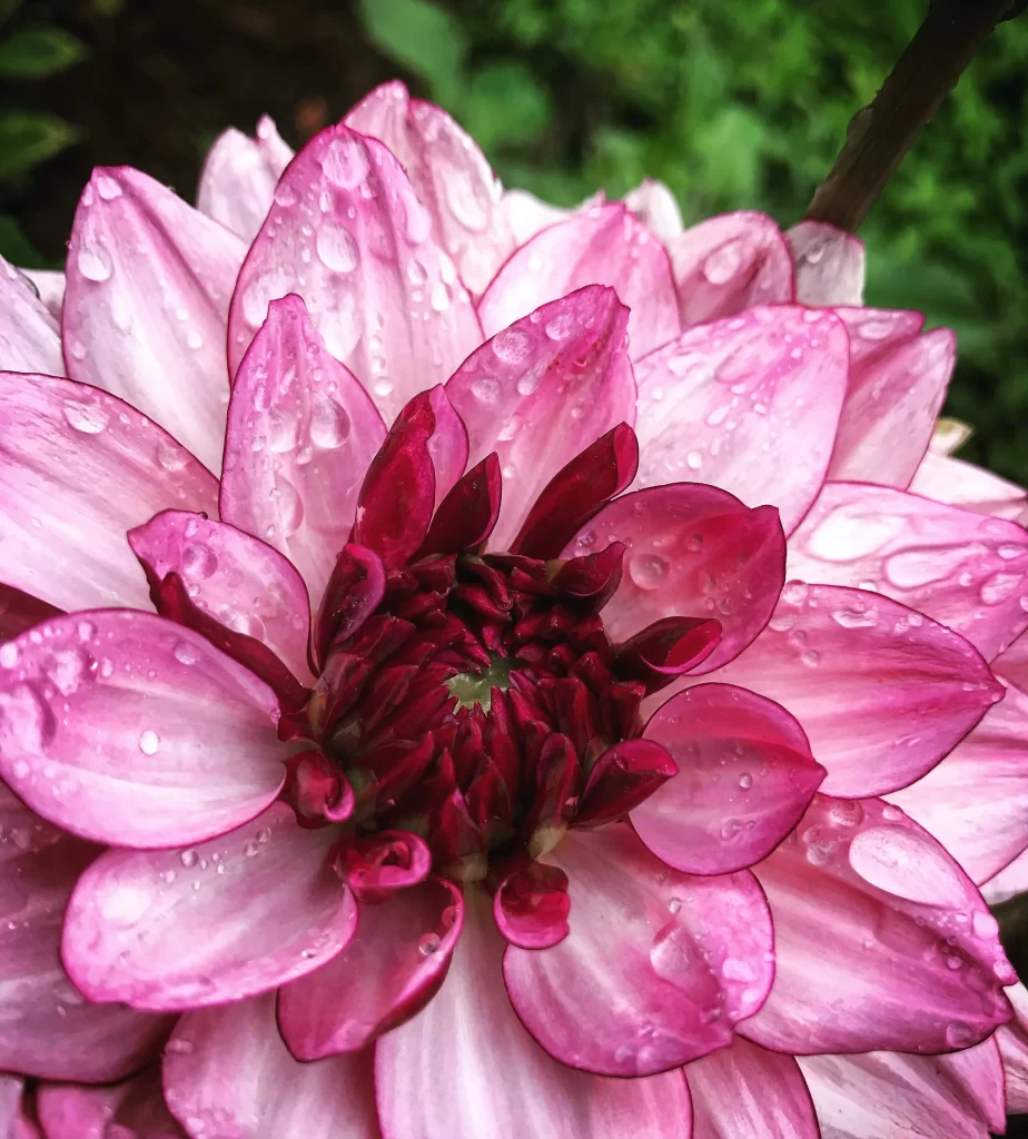 Pink Dahlia Petals Waterdrops Blooming