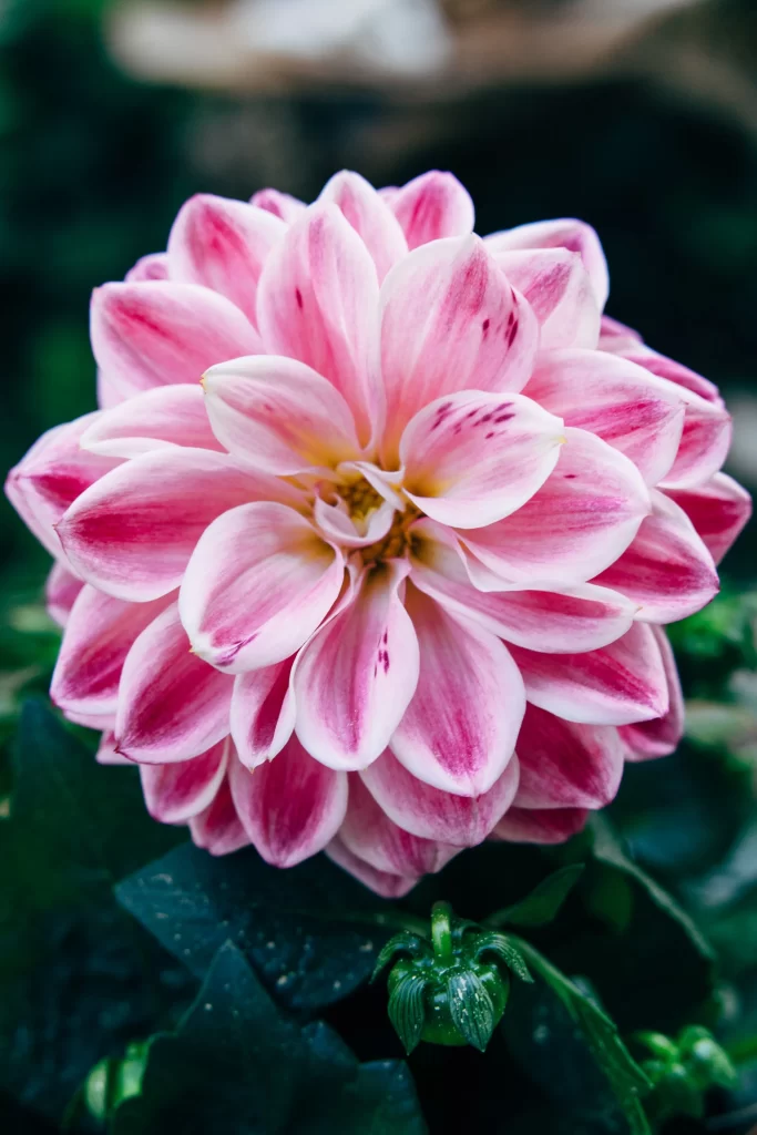 Pink Dahlia Petals Yellow gray Center
