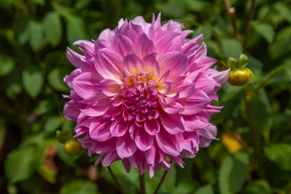 Pink Dahlia Petals Yellow Center Blooming