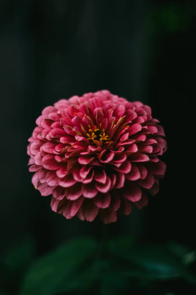 Pink Dahlia Petals Yellow dark Center