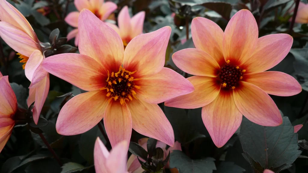 Pink Dahlia Petals Yellow Center Dark Leaves
