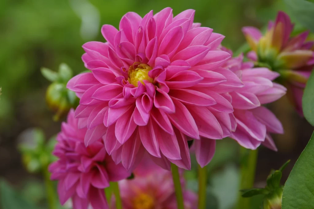 Pink Dahlia Petals Yellow Center Garden