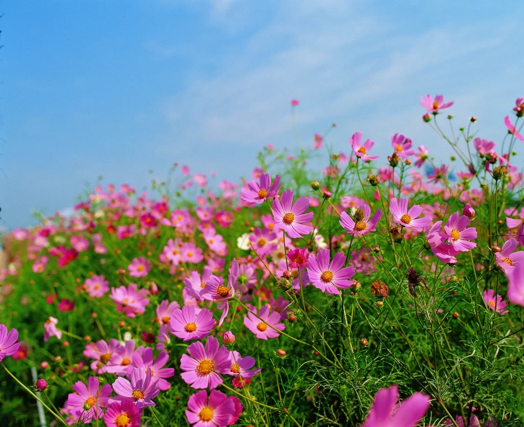 Pink Daisy Blooms Petals Greenery Blue Sky