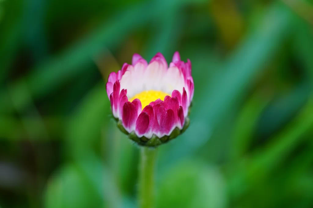 Pink Daisy Petals Yellow Center Green Background
