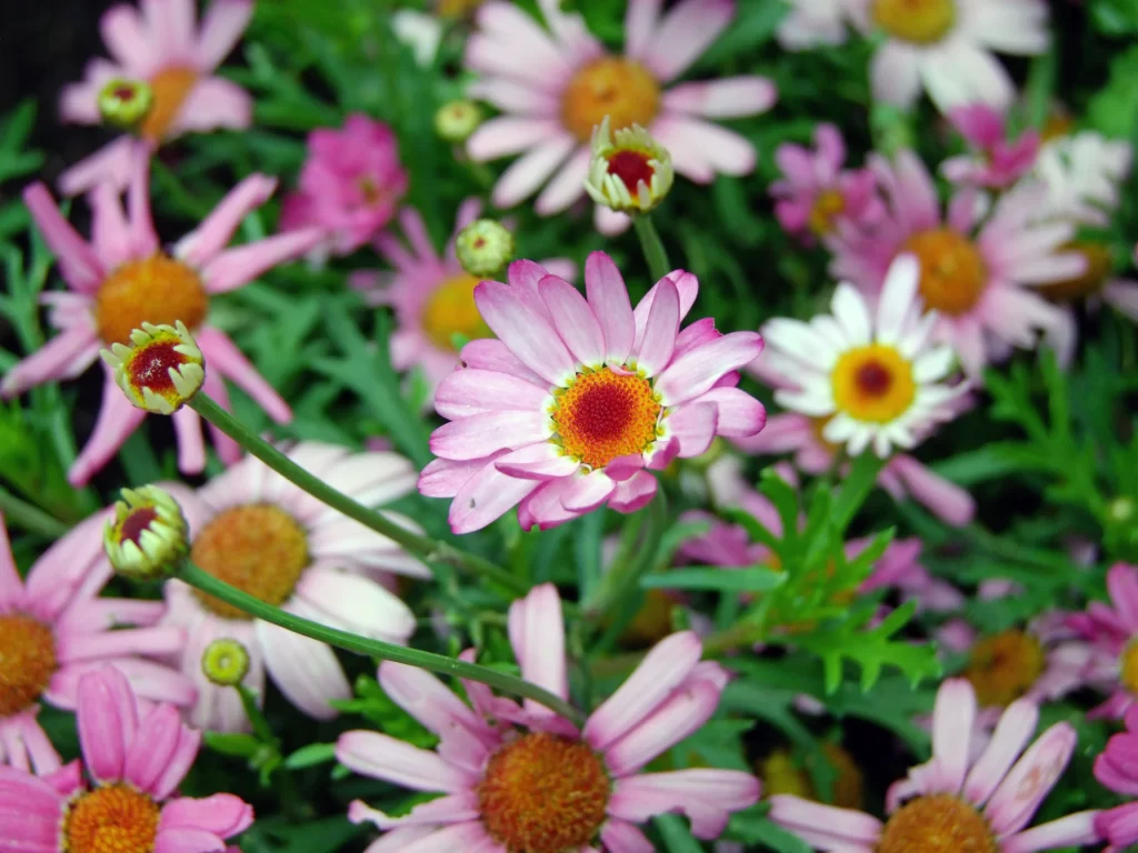 Pink Daisy Petals Yellow Center Green gray Leaves