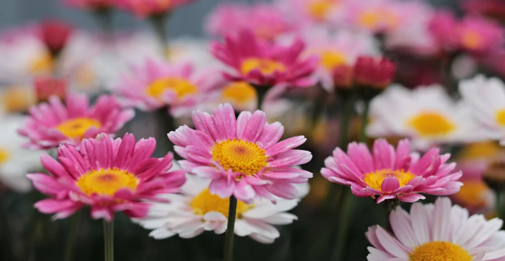 Pink Daisy Petals Yellow warm Center