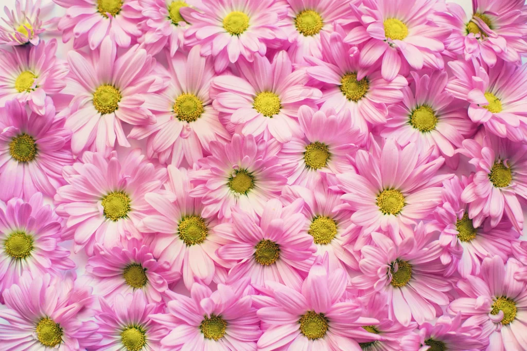 Pink Daisy Petals Yellow warm Center