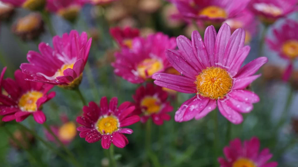 Pink Daisy Petals Yellow Center Dewdrops