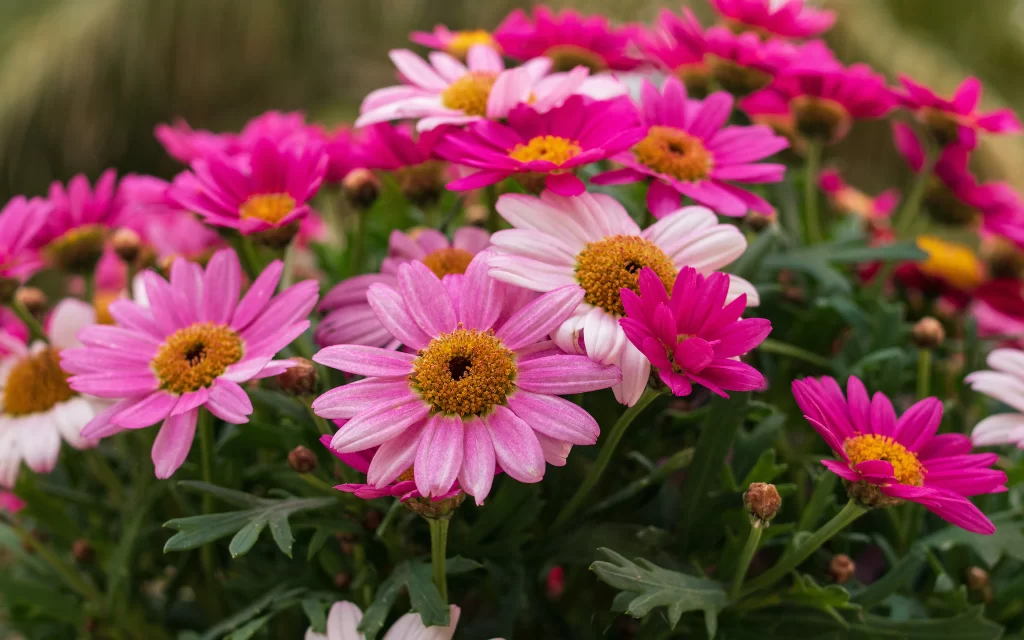Pink Daisy Petals Yellow Center Green warm Leaves