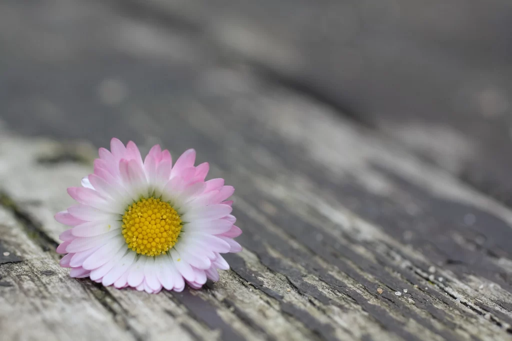 Pink Daisy Petals Yellow gray Center