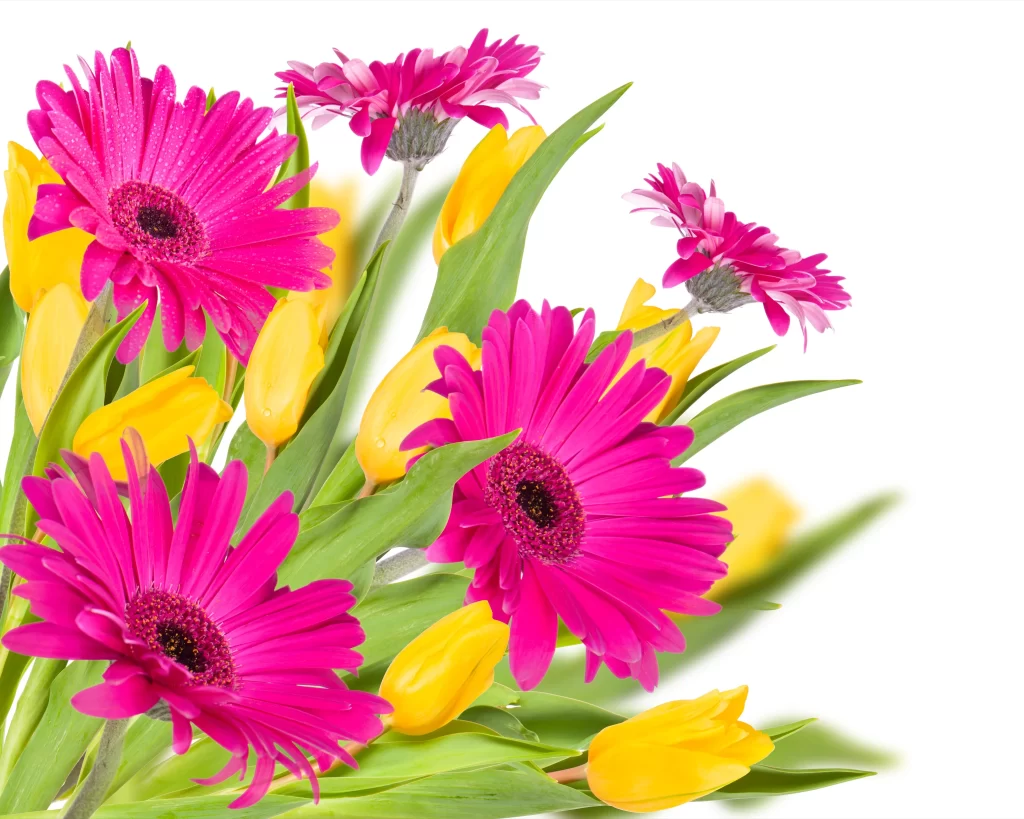 Pink Daisy Tulip Yellow Petals Green Leaves