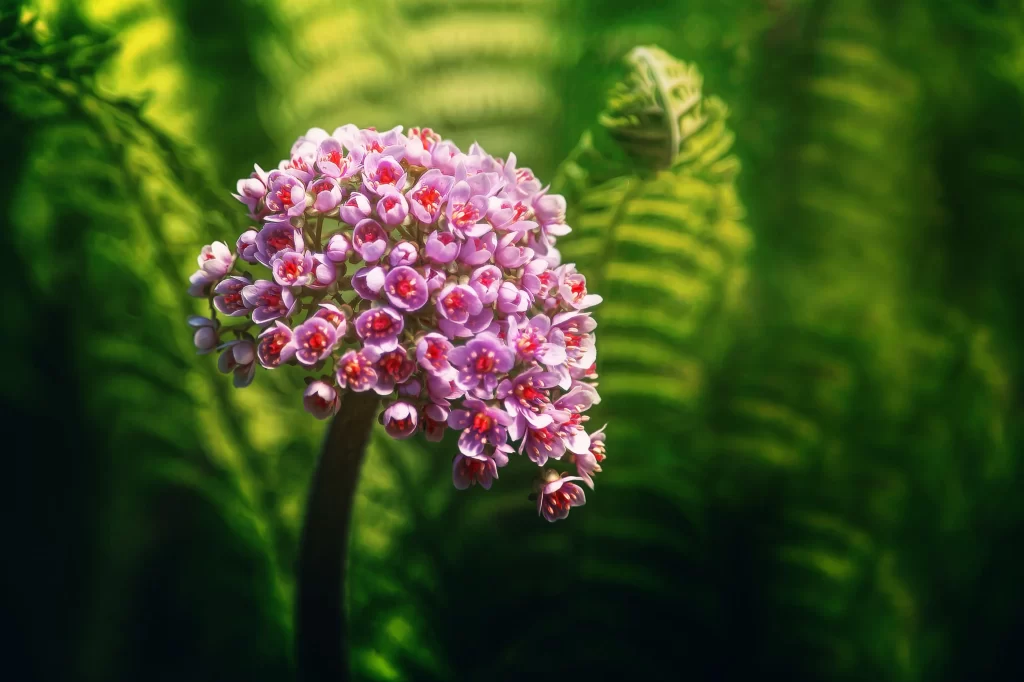Pink Flower Green Fern Nature