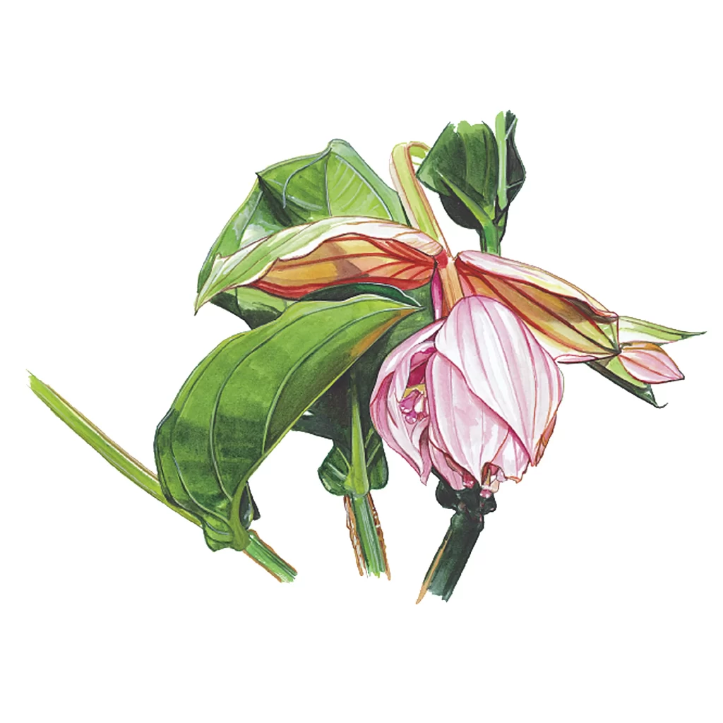 Pink Flower Green Leaves Nature
