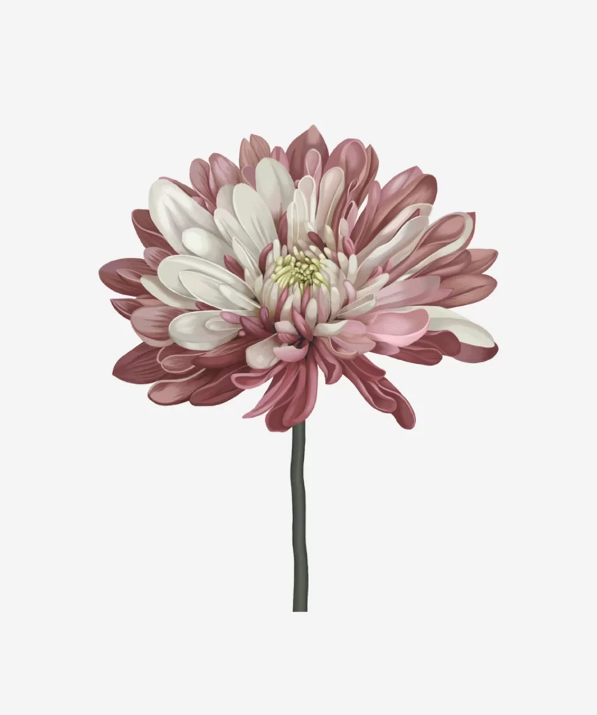 Pink Flower Petals Bloom Stem