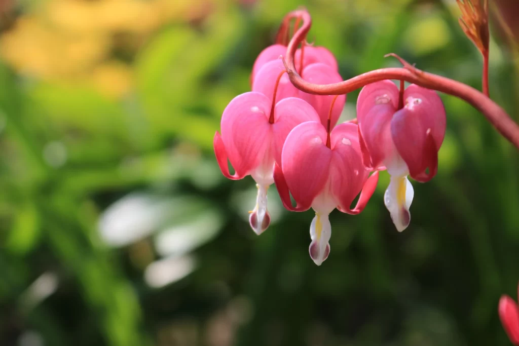 Pink Heart-shaped Petals Drooping Blooms Garden