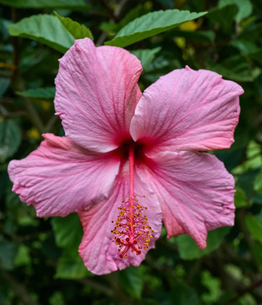 Pink Hibiscus Bloom Petals Green gray Leaves