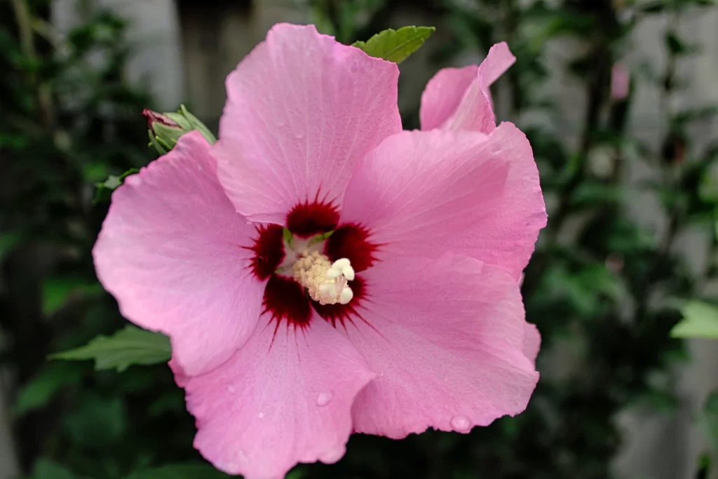 Pink Hibiscus Bloom Petals Red Center