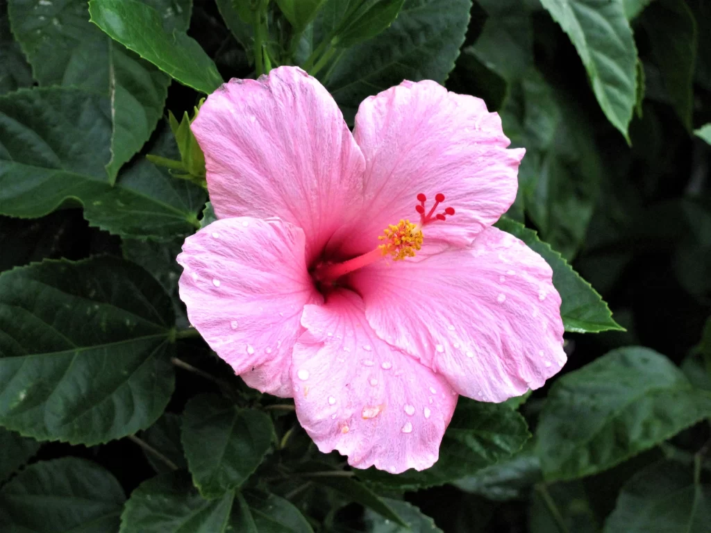 Pink Hibiscus Bloom Petals Dewdrops Green Leaves