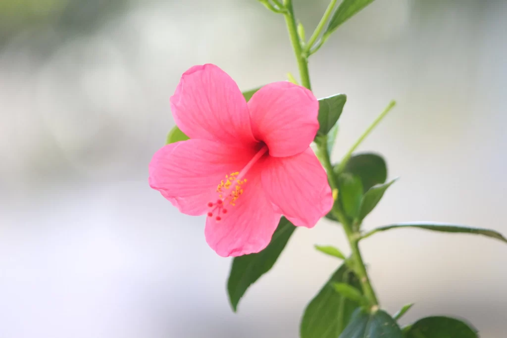 Pink Hibiscus Bloom Petals Green gray Leaves
