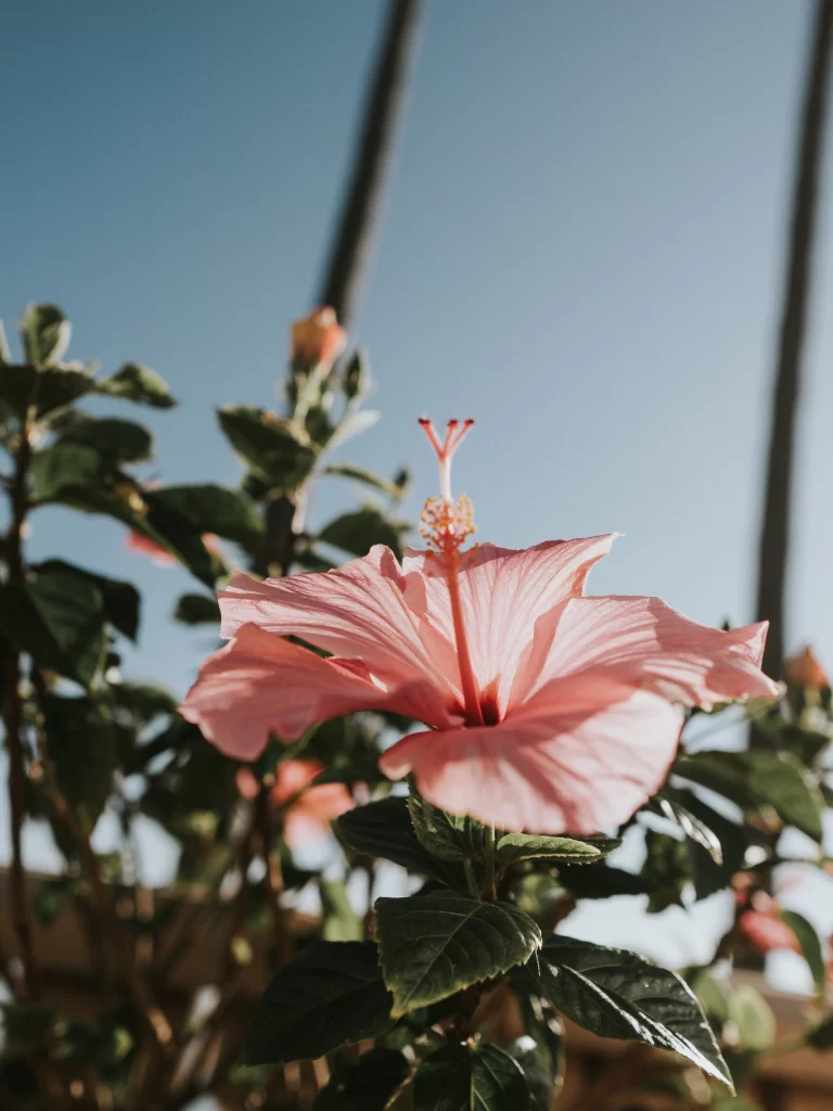 Pink Hibiscus Bloom Petals Green gray Leaves