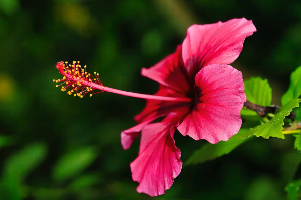 Pink Hibiscus Bloom Petals Yellow gray Stamen