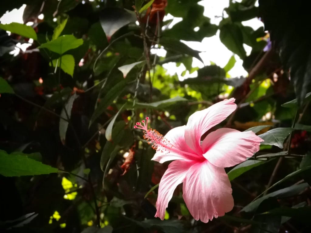 Pink Hibiscus Bloom Petals Sunlight