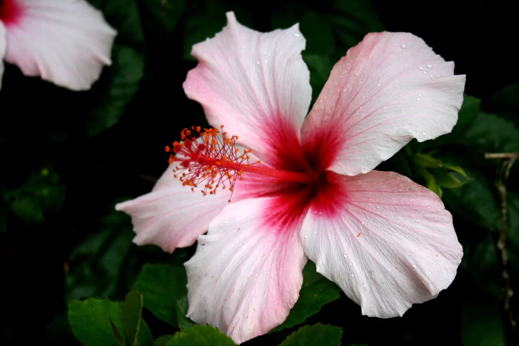 Pink Hibiscus Bloom Petals Red Center Dewdrops