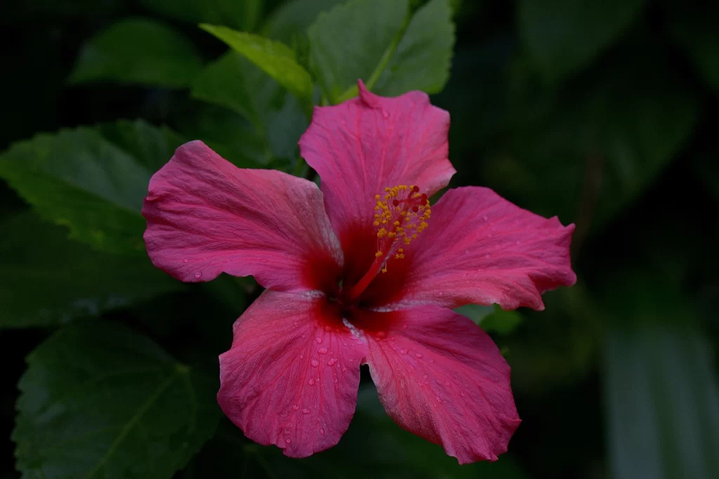 Pink Hibiscus Bloom Petals Dewdrops Dark Background