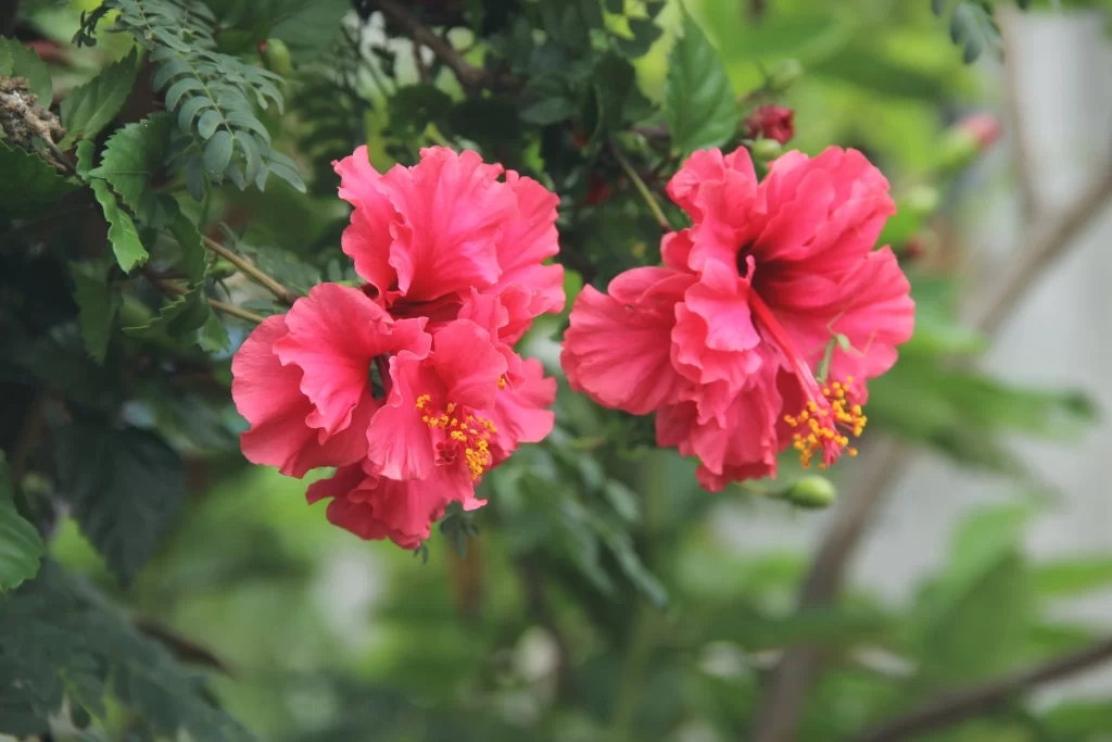 Pink Hibiscus Bloom Petals Yellow gray Stamen