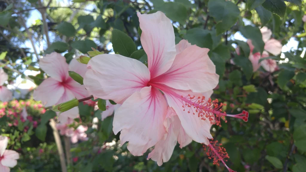 Pink Hibiscus Bloom Petals Stamen Green Leaves