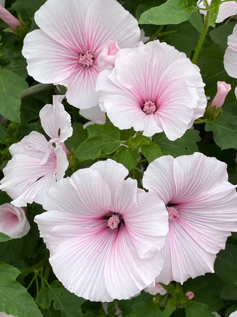 Pink Hibiscus Large Petals Green Leaves