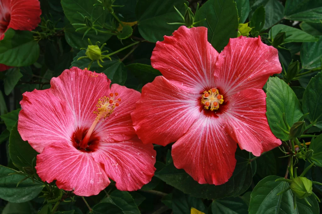 Pink Hibiscus Petals Center warm Stamen