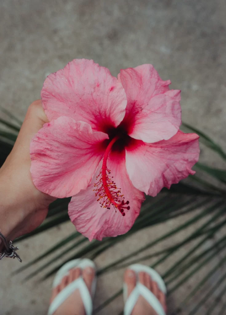 Pink Hibiscus Petals Center gray Stamen