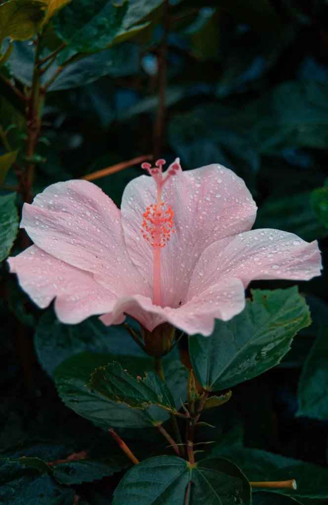 Pink Hibiscus Petals Dewdrops Green Leaves