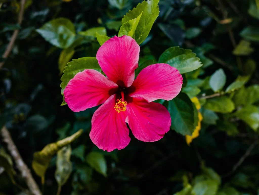 Pink Hibiscus Petals Green dark Leaves