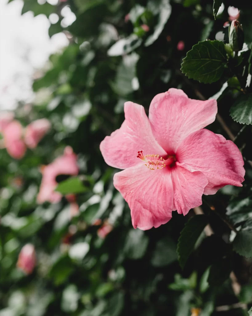 Pink Hibiscus Petals Green gray Leaves