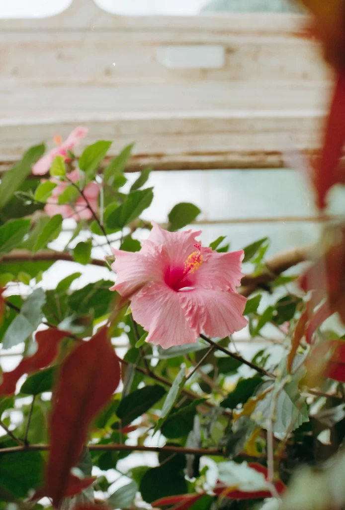 Pink Hibiscus Petals Green gray Leaves
