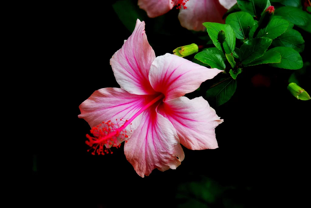 Pink Hibiscus Petals Red Stamen Green Leaves